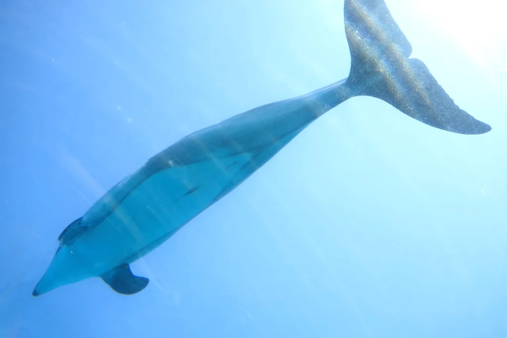 社員旅行レポート｜のとじま水族館